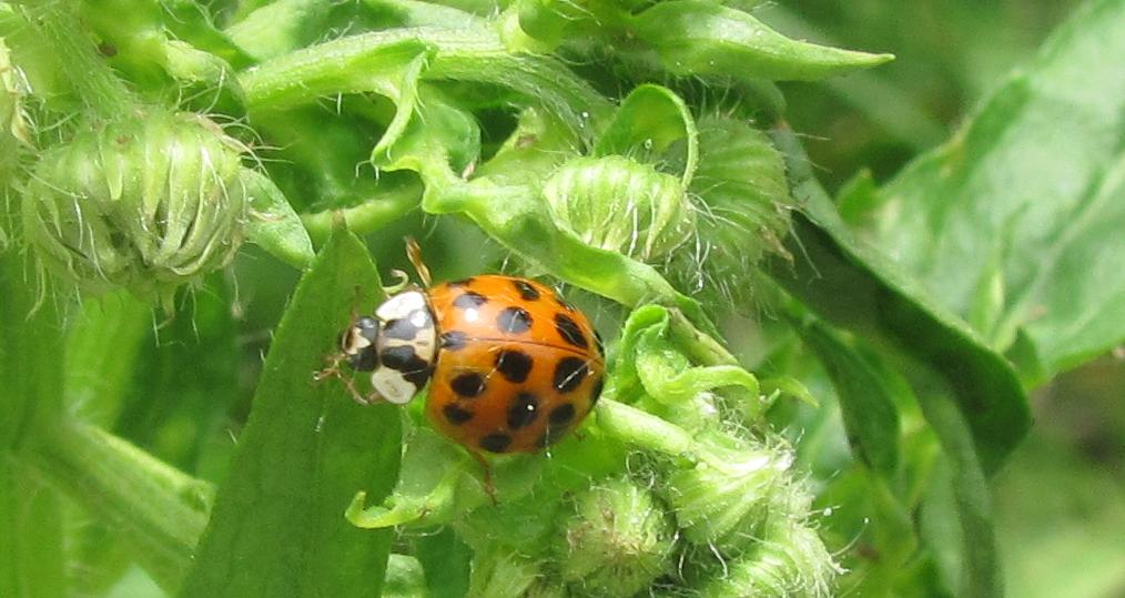 Harmonia axyridis var. succinea?